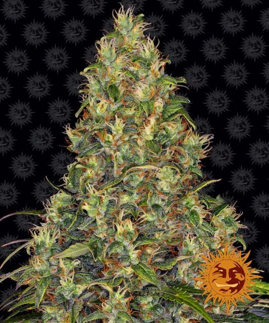 Amnesia Haze Auto Feminised Seeds x 5 Seeds