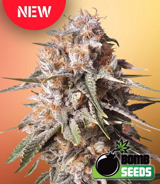 Baked Bomb Auto Feminised Seeds x 5 Seeds