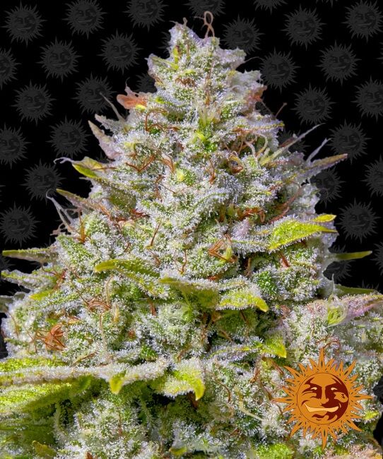 Blue Gelato 41 Feminised Seeds x 5 Seeds