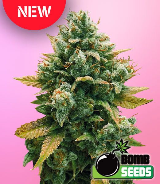 Godfather Bomb Feminised Seeds x 5 Seeds