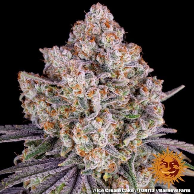 Ice Cream Cake Feminised x 5 Seeds