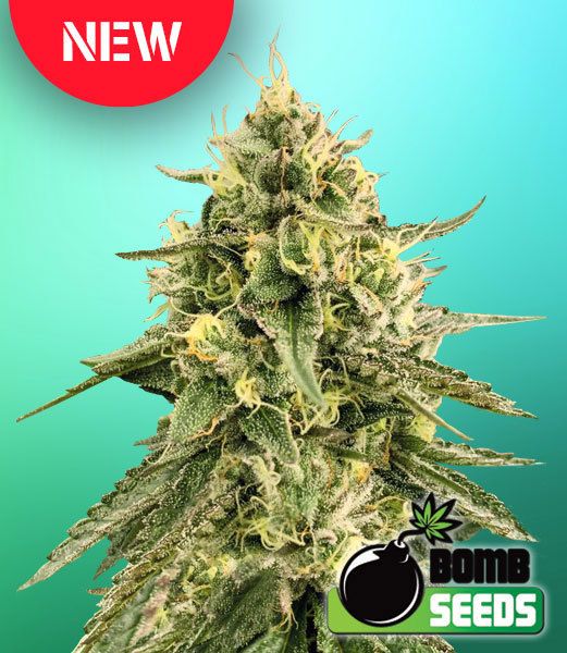 Monkey Bomb Feminised Seeds x 5 Seeds