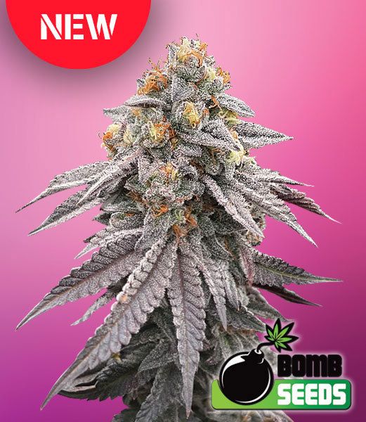 Runtz Bomb Feminised x 5 Seeds